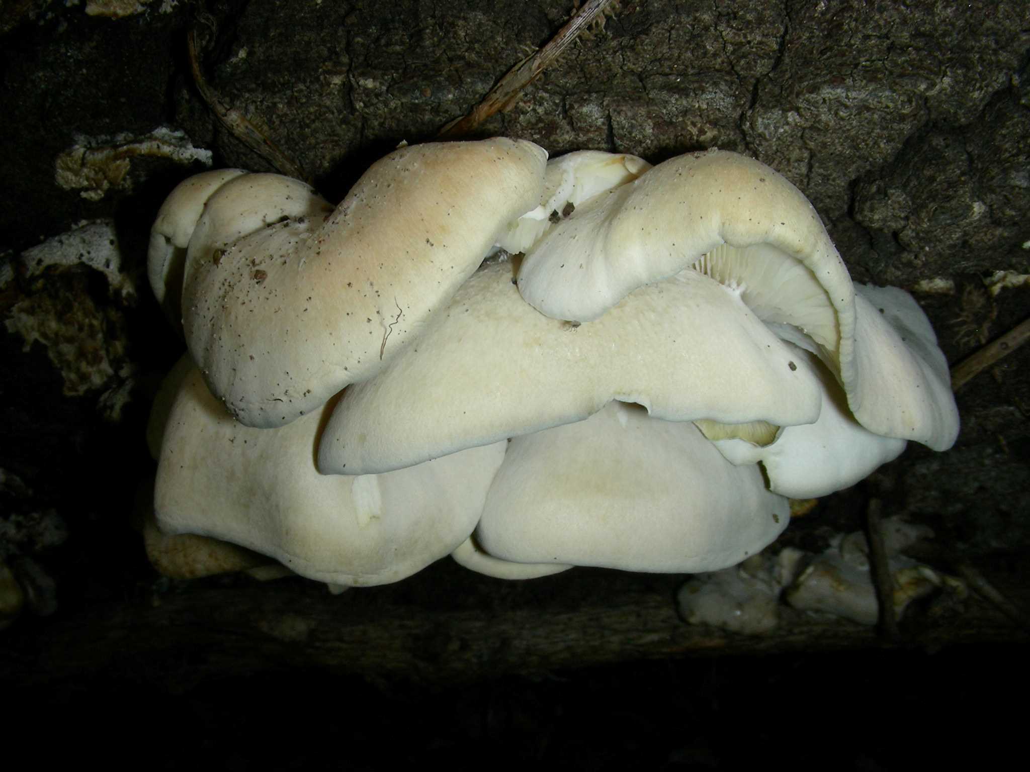 1638 Aprile vecchio ritrovamento